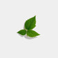 raspberry leaf tea 